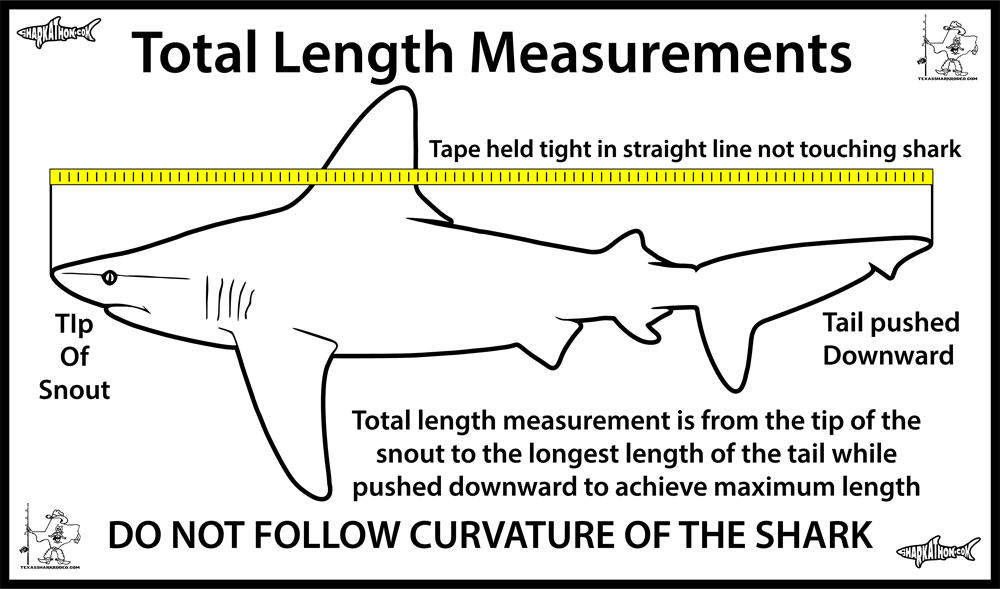 TSR Shark Measurement Rules